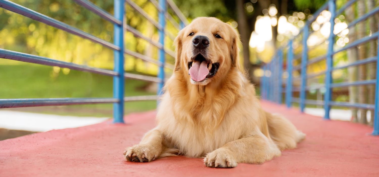 A labrador retriever dog in the park