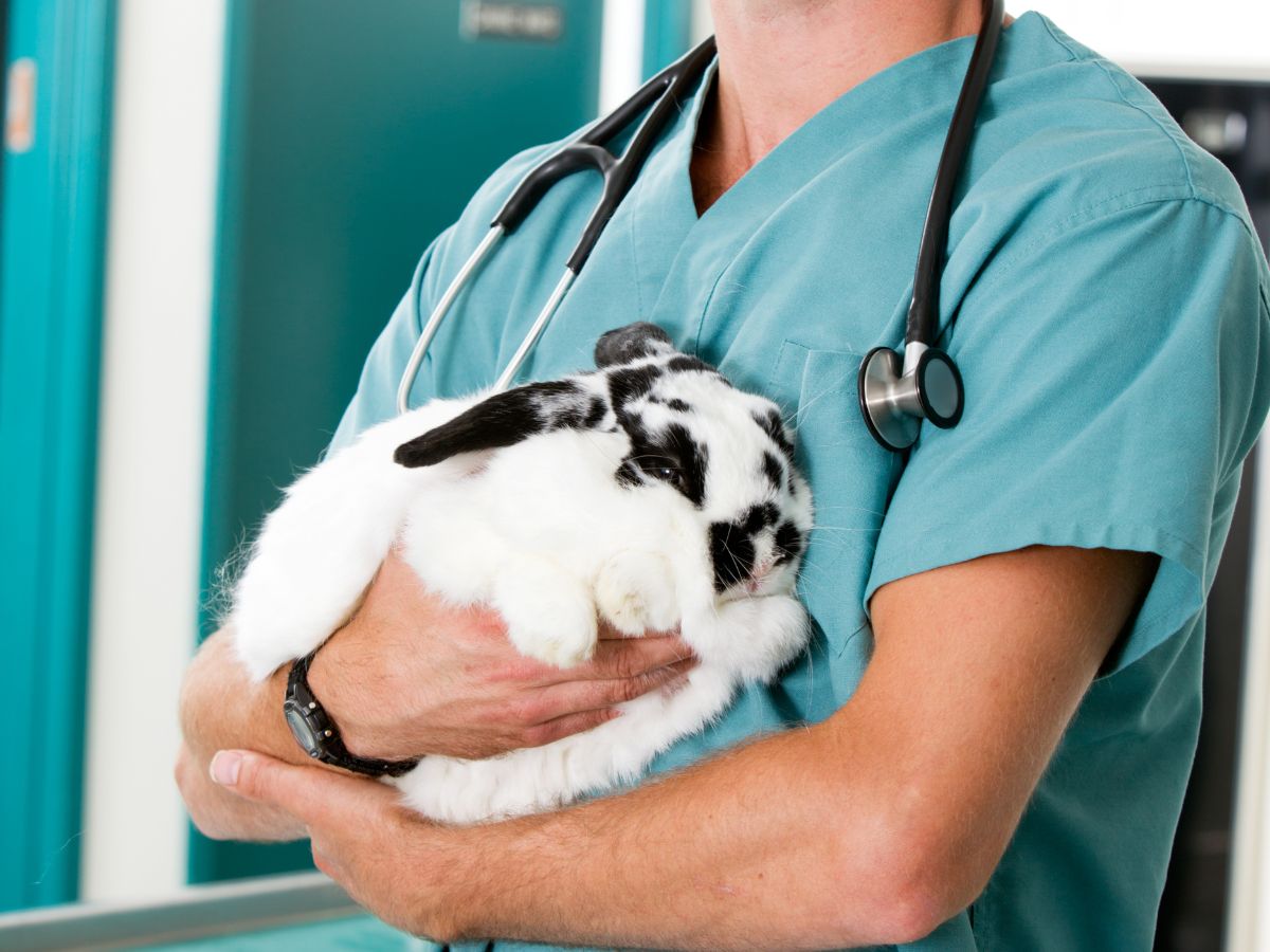 veterinarian holding a rabbit at vet hospital