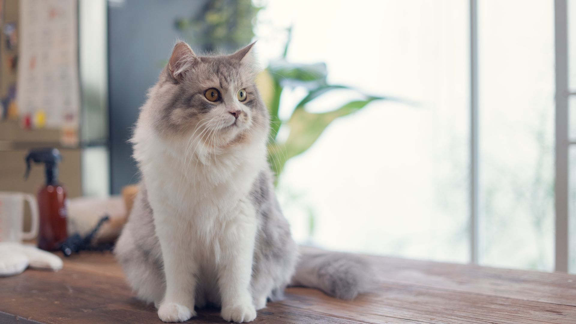 Abbeyville Veterinary Clinic - Little Island