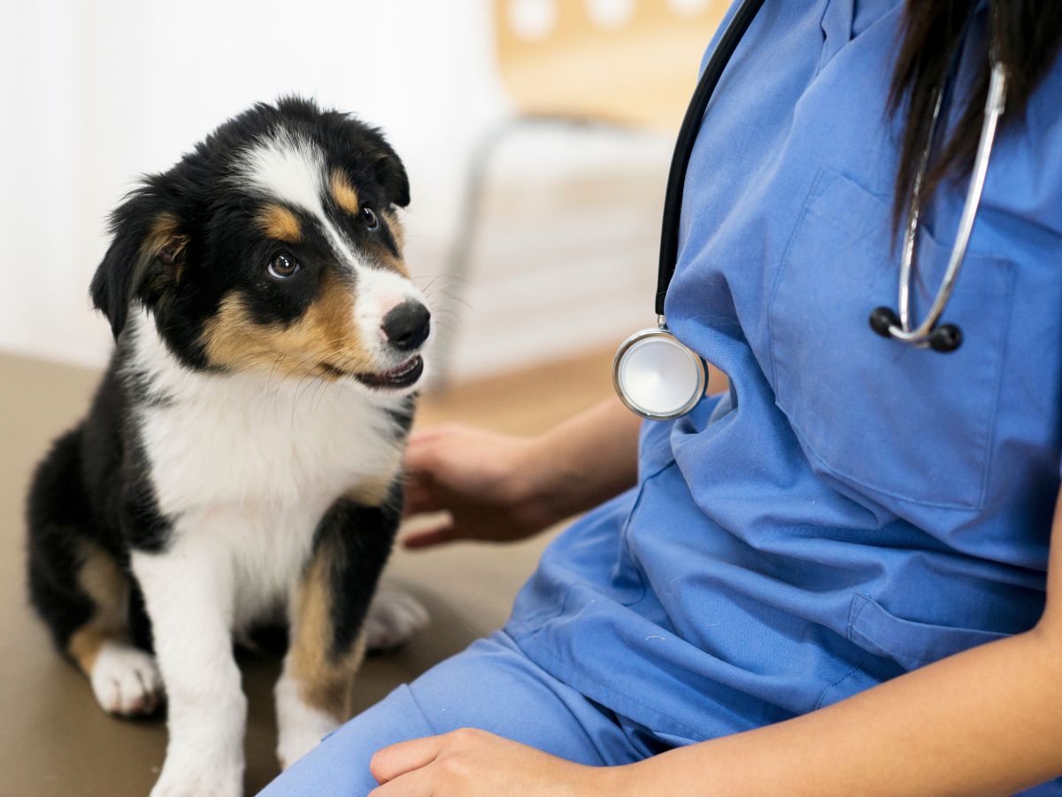 dog sitting next to a veterinarian