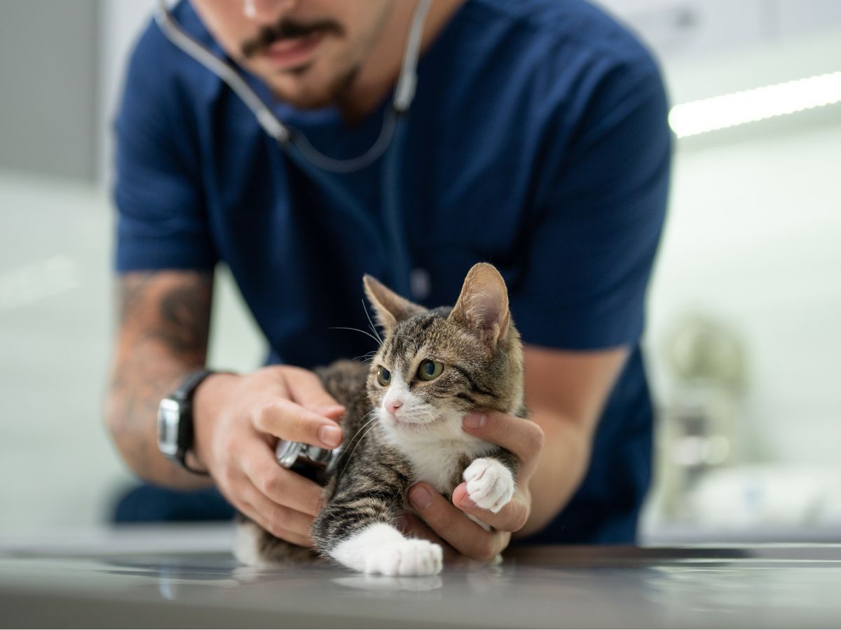 veterinarian examining a kitten