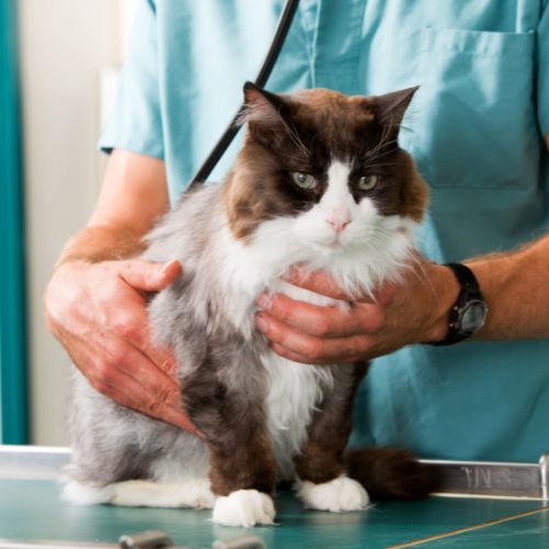 A vet with a stethoscope is petting a cat.