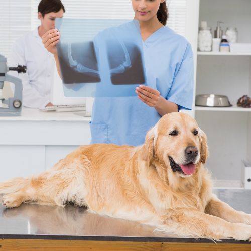 A woman holding up a dog's X-ray.