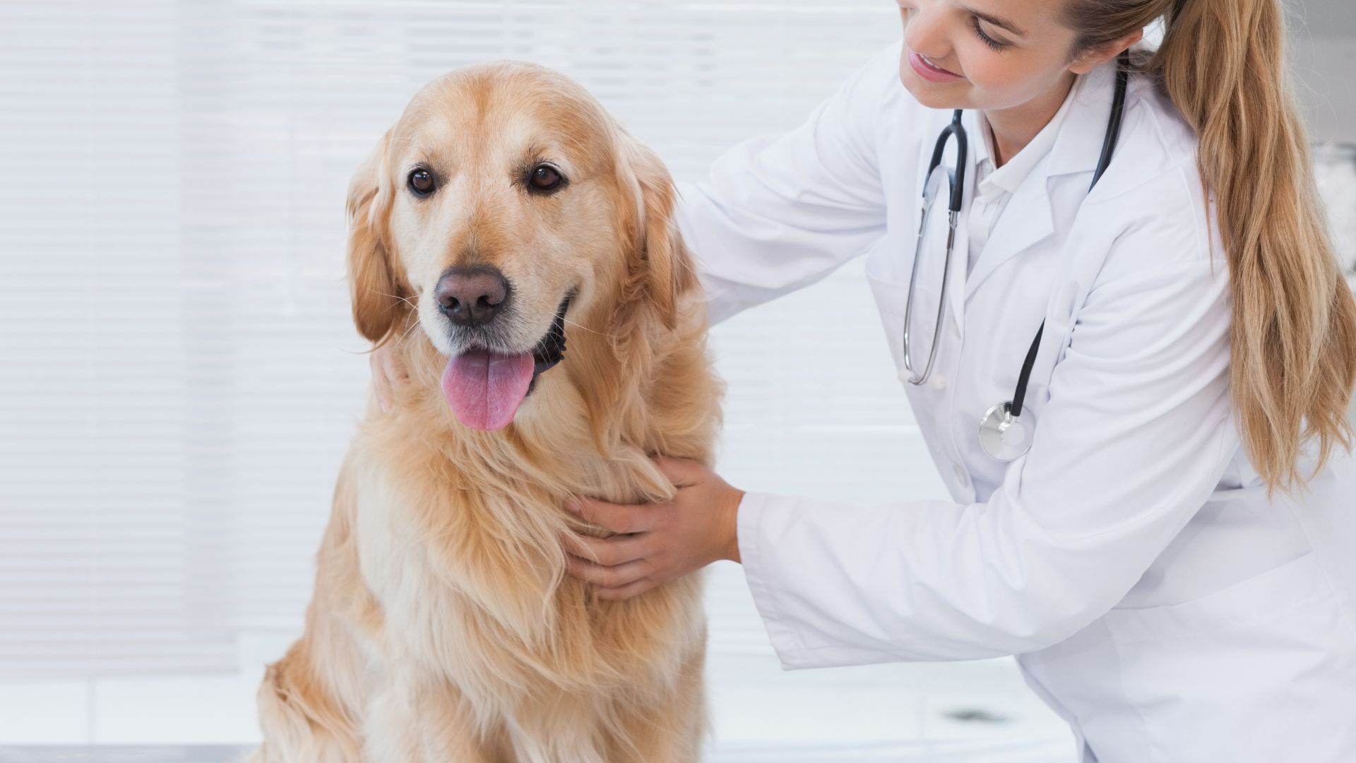 A vet checking a dog for health issues.