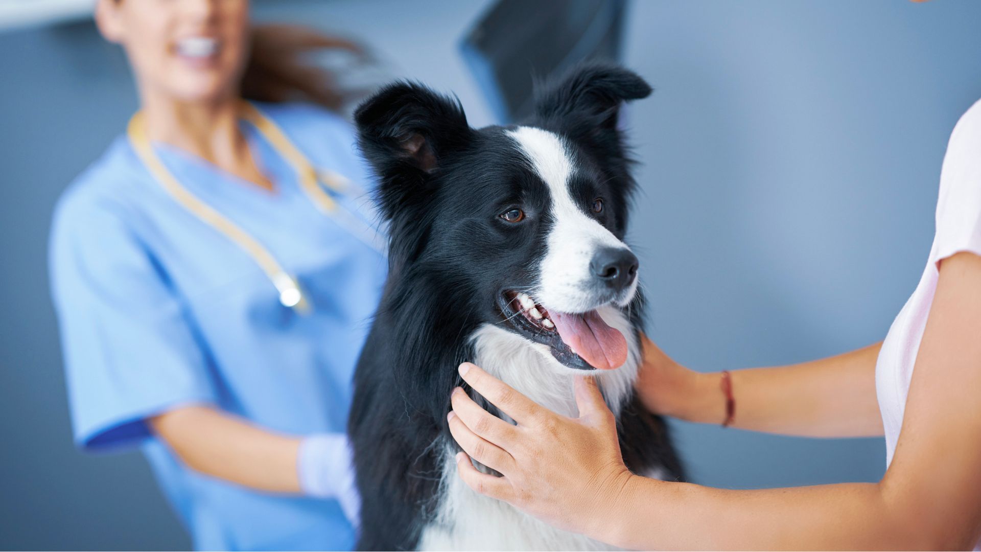 A vet gently pets a dog at a veterinary clinic.