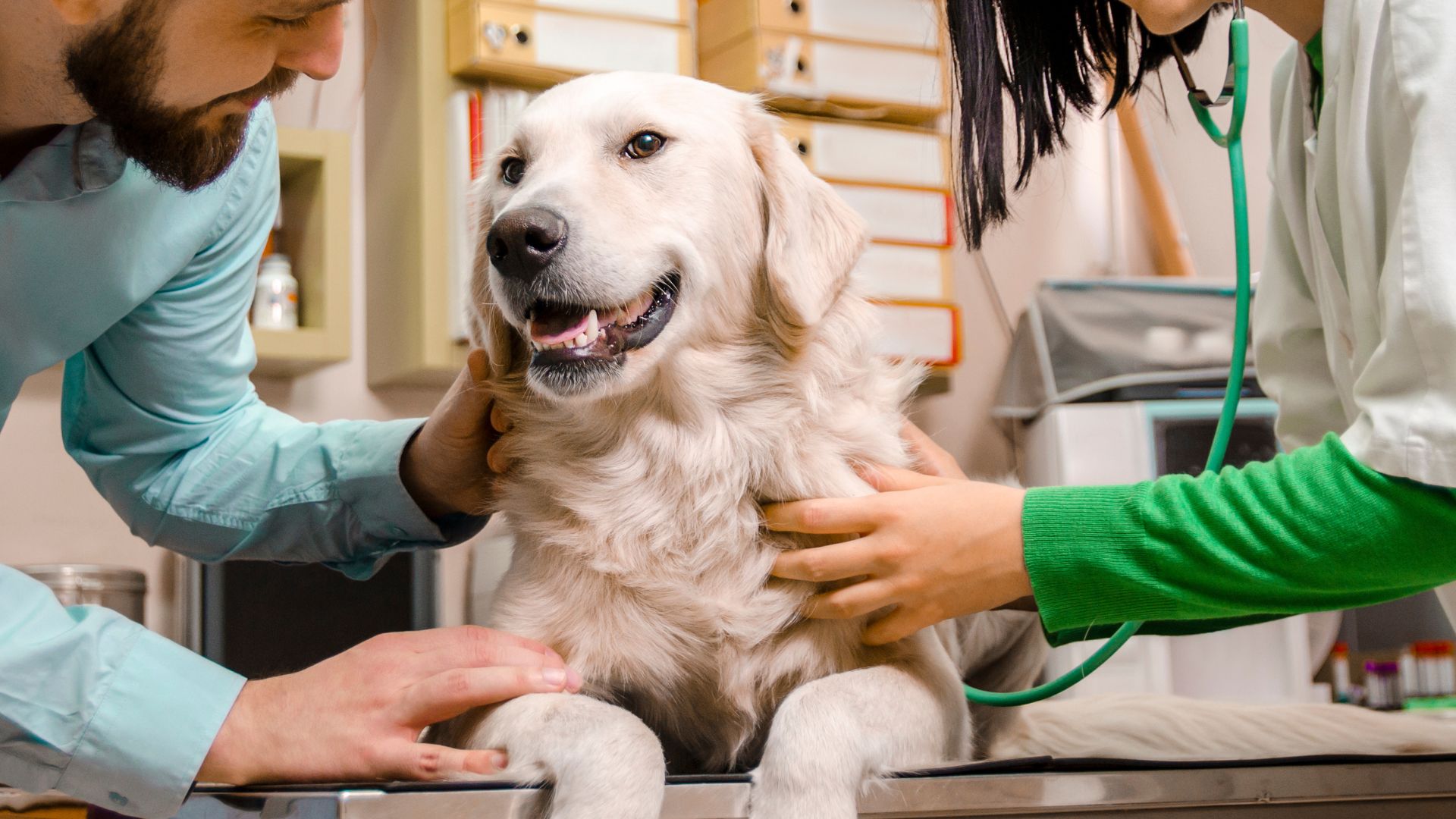 Veterinarians examine a cute dog in the room.