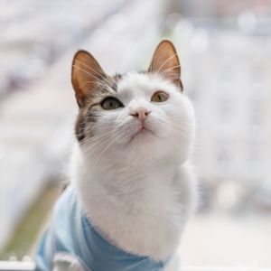 A cat sitting on a window sill.