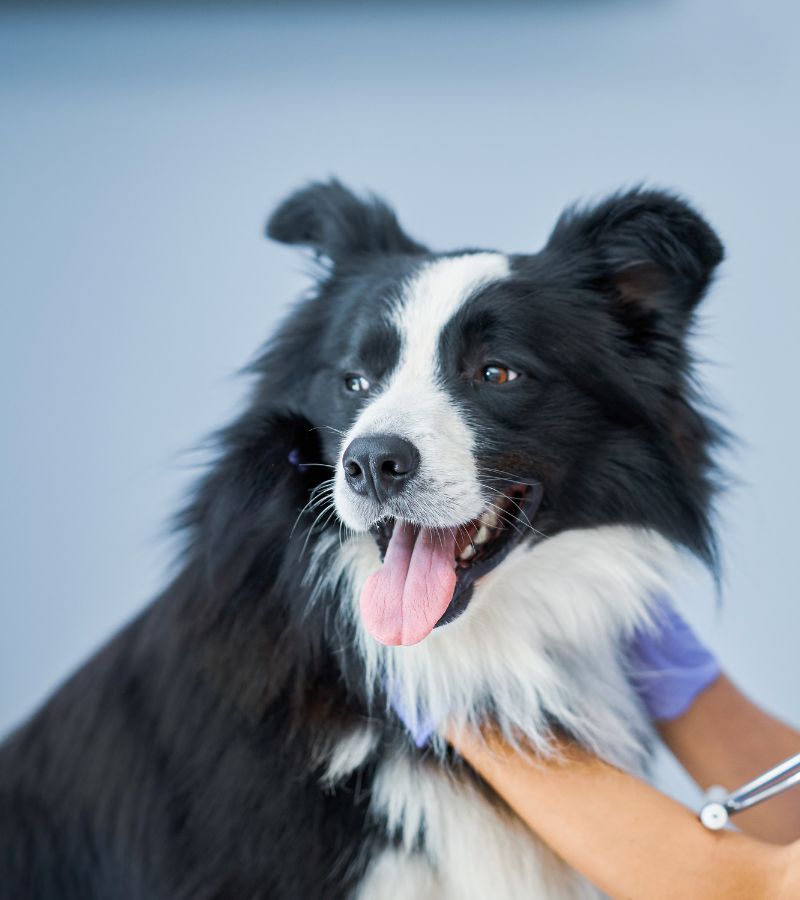 A vet examining a dog with a stethoscope.