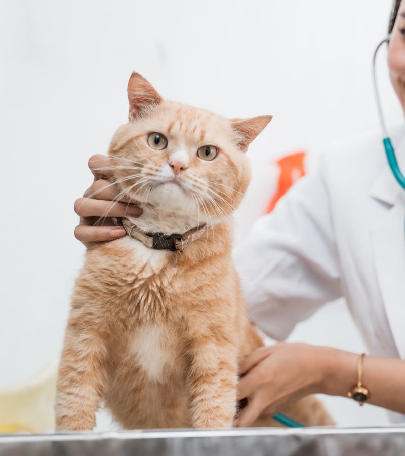 A vet examining a cat with a stethoscope.