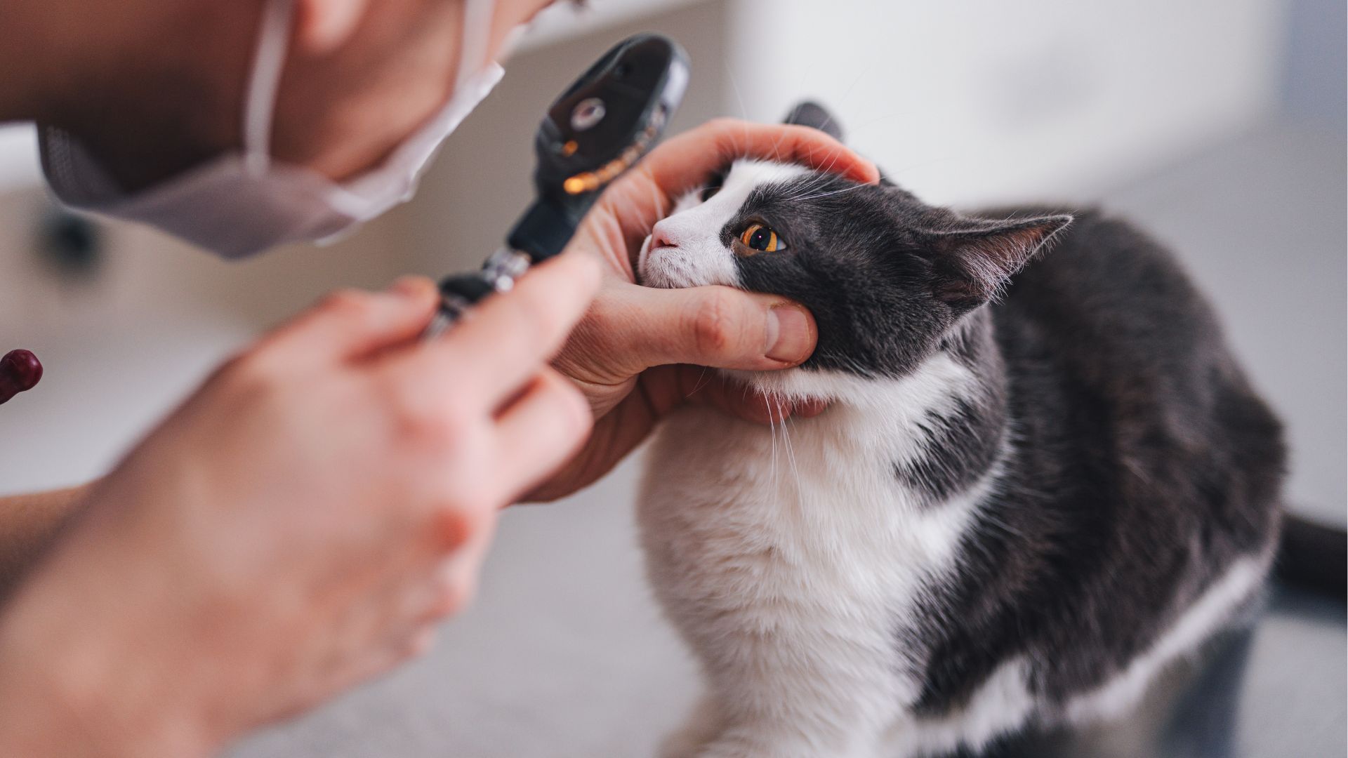 A vet examines a cat's eye using a magnifying glass.