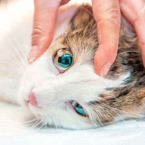 a vet examining a cat's eyes