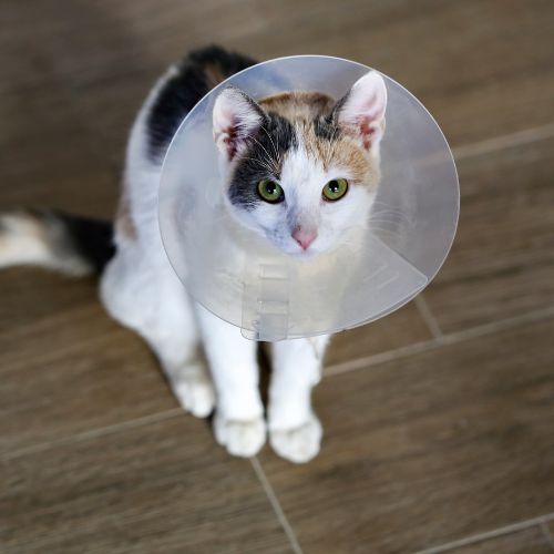 A cat with a cone around its head.