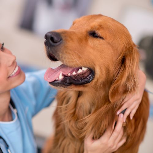 A vet petting brown retriever.