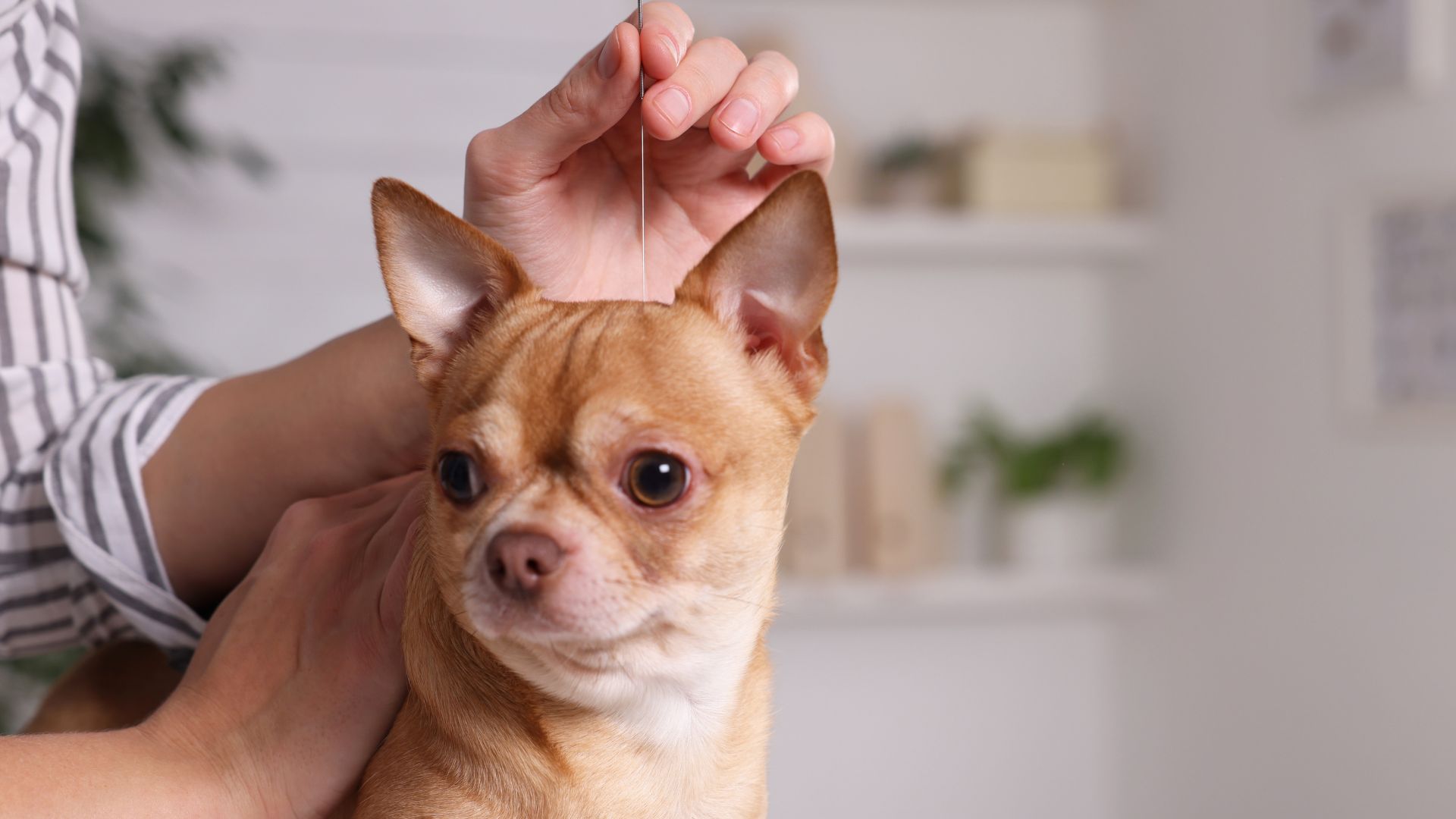 A vet treating a dog with Acupuncture therapy.