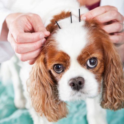 a dog getting acupuncture therapy in a clinic