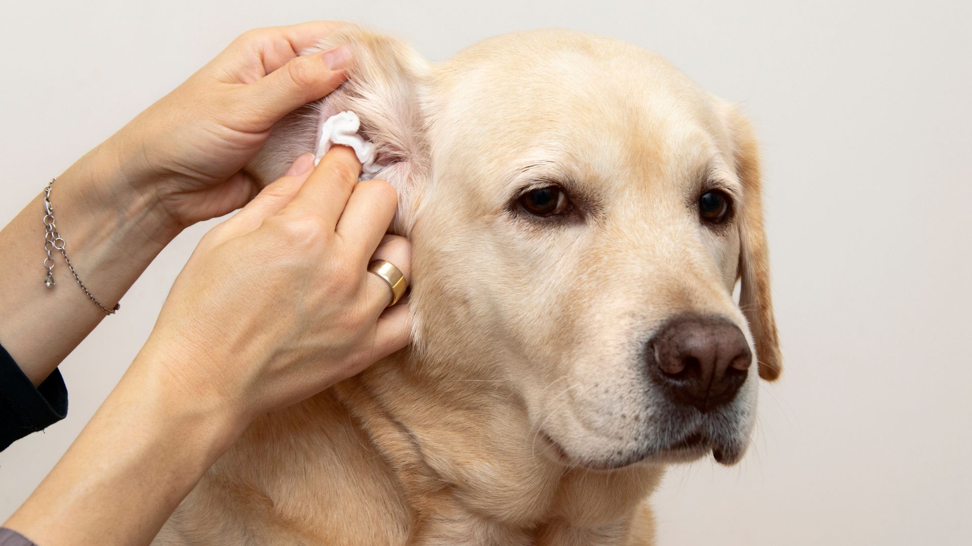 A vet examines the ear of a dog.