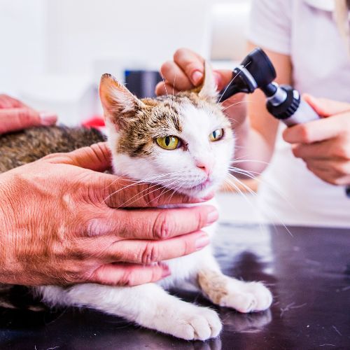 A veterinarian examining a cat in a clinic.