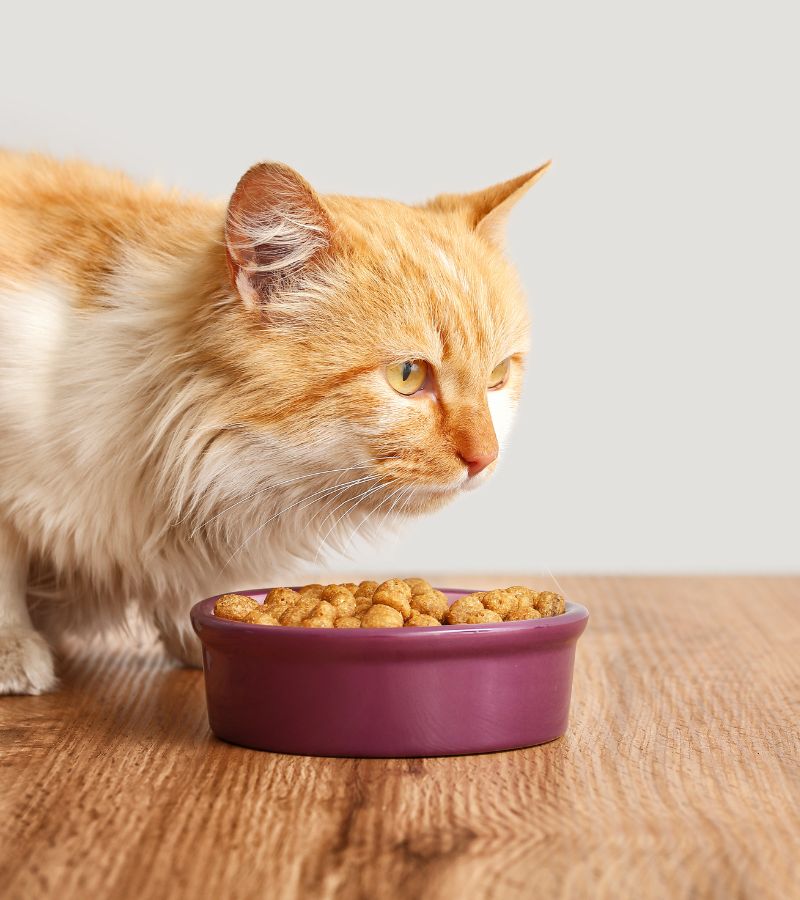 A cat standing beside a bowl of food