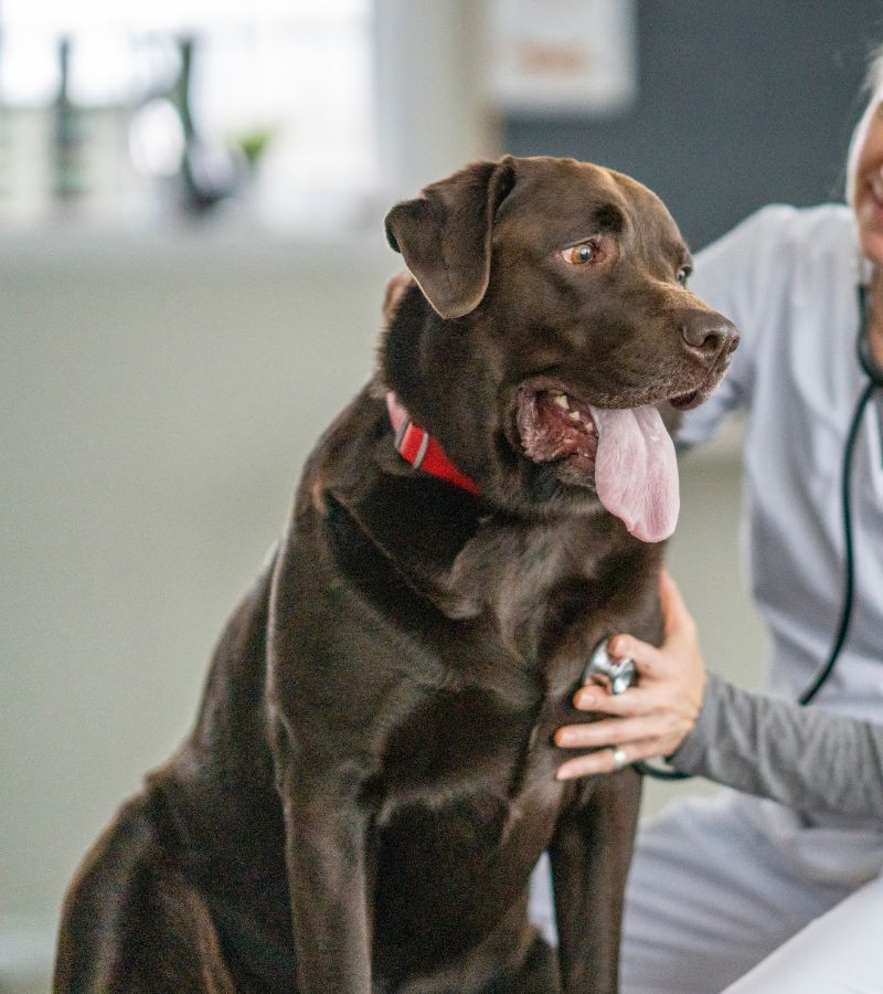 a dog being examined by a vet