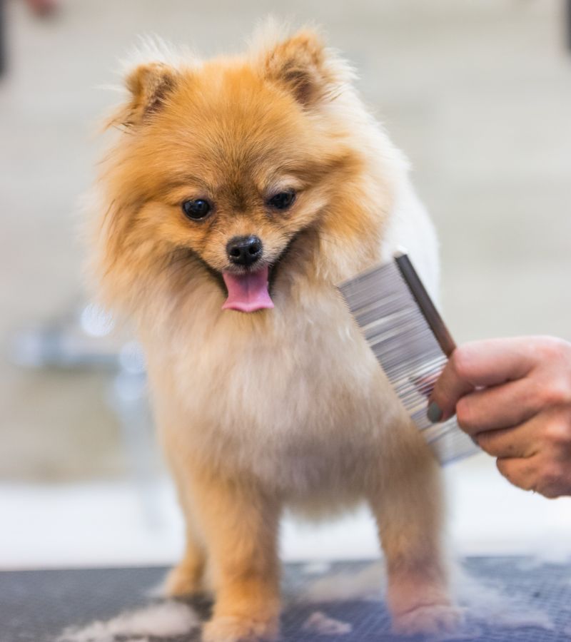 Groomer combing a dog's fur