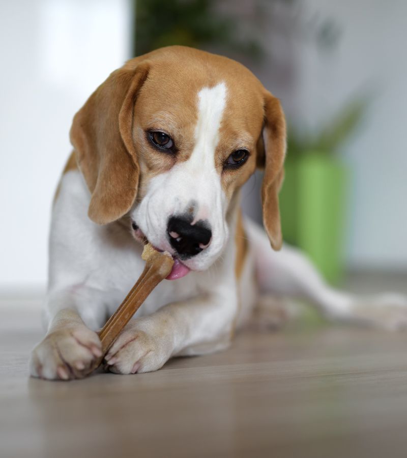 a dog chewing a toy bone