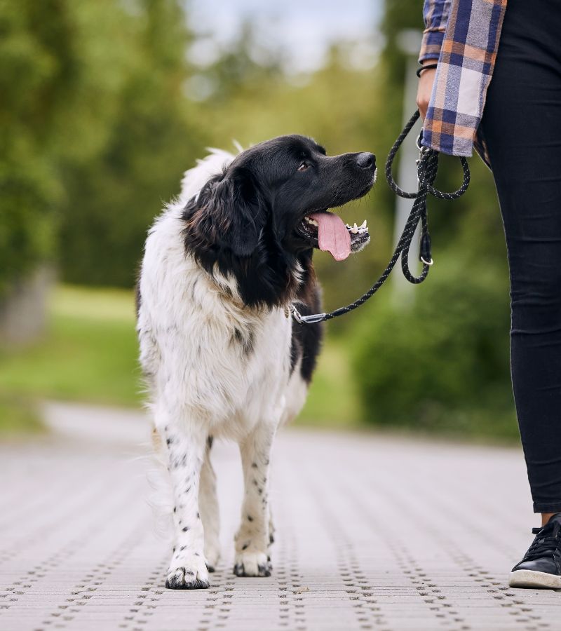 A woman walking her dog on a leash in a park