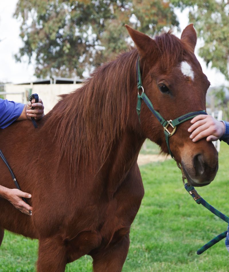 a horse being examined by vets