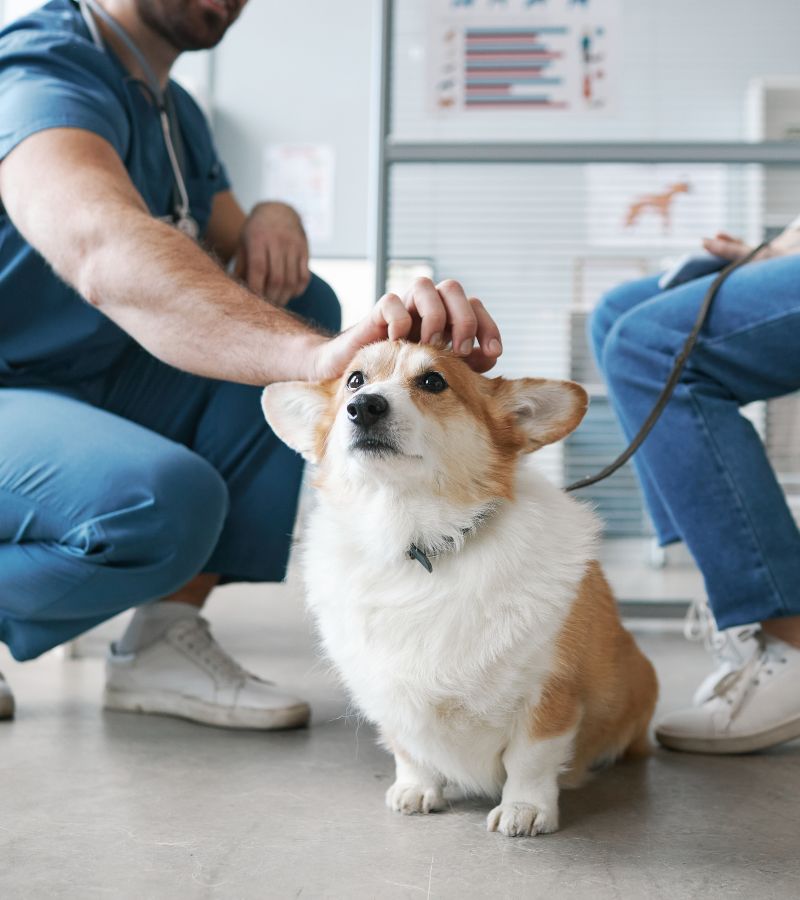 A man petting a dog in a vet office