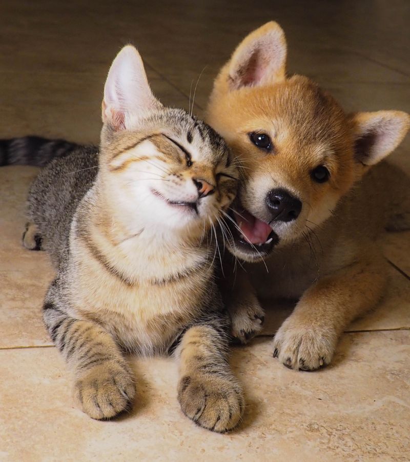 A dog and a cat peacefully sitting side by side on the floor