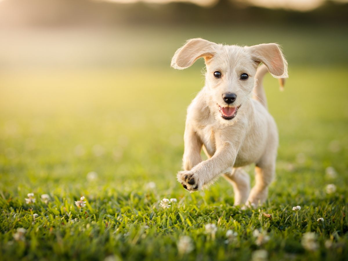 A playful puppy running through a field