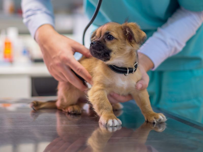 a vet examining a puppy