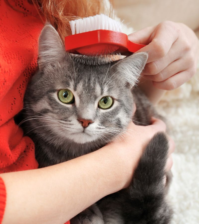 a woman brushing a cat's fur