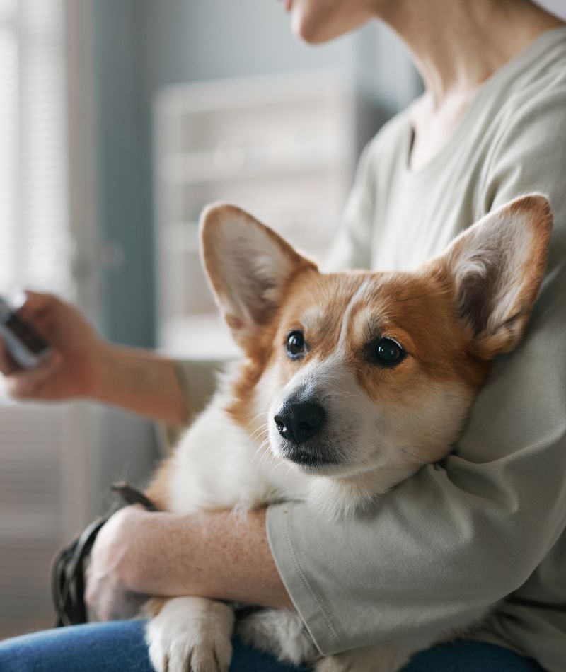 a woman holding a dog on her lap