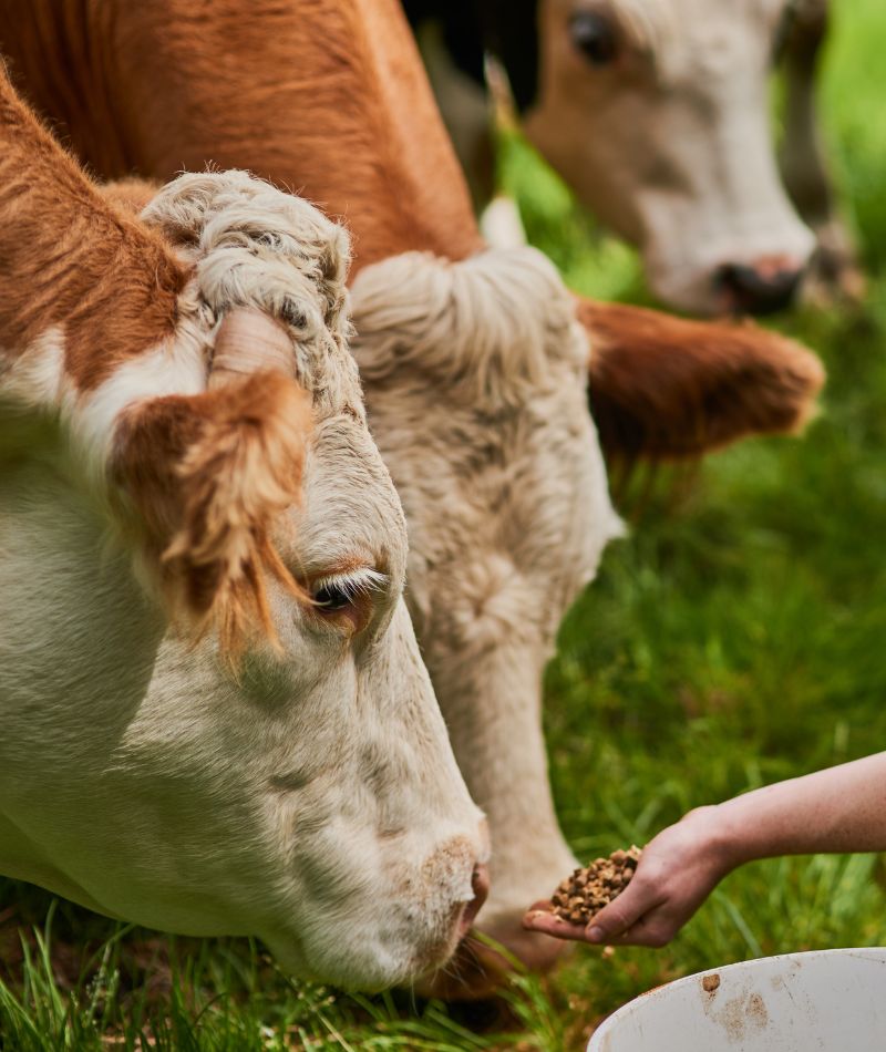 A person gently feeding cows