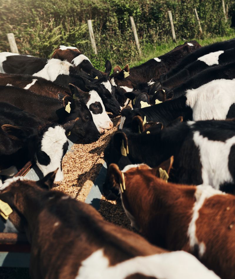 Several cows grazing on hay in a field