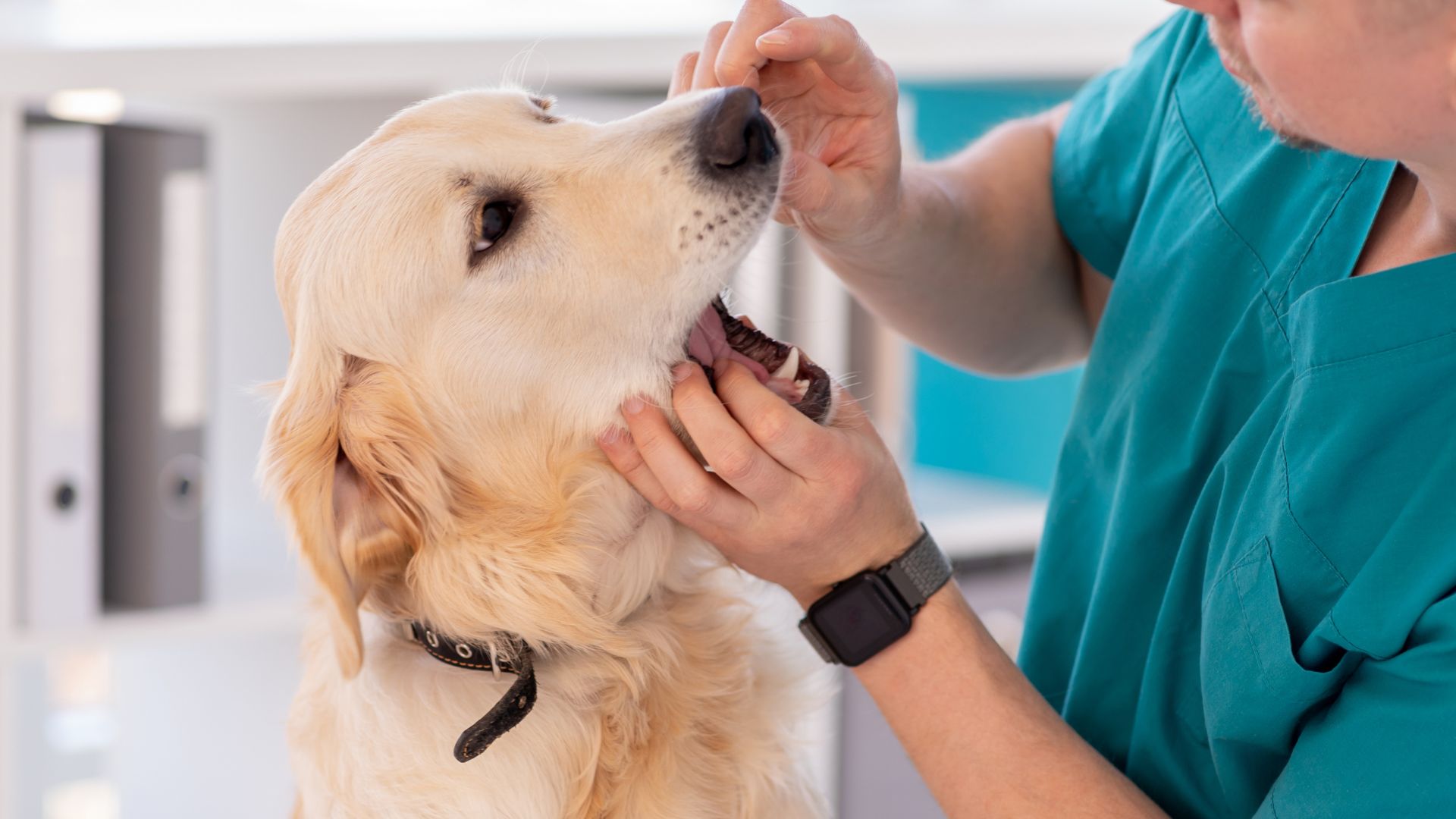 a vet examining a dog's teeth