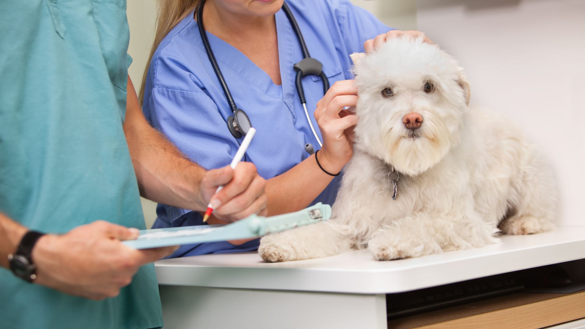 A woman carefully inspects a dog's skin