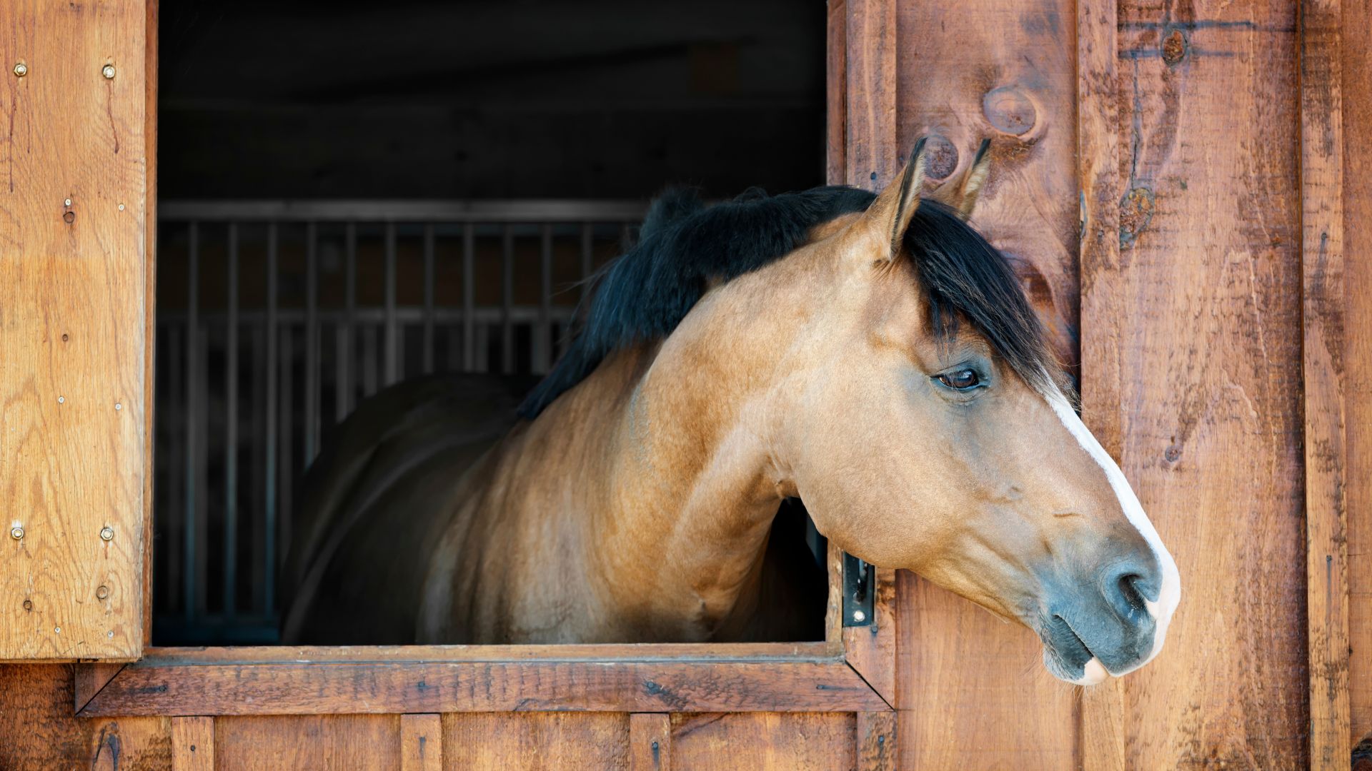 A horse peeking out of a wooden stall