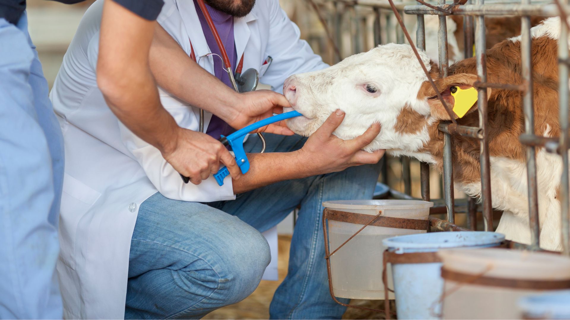 A man feeding a cow