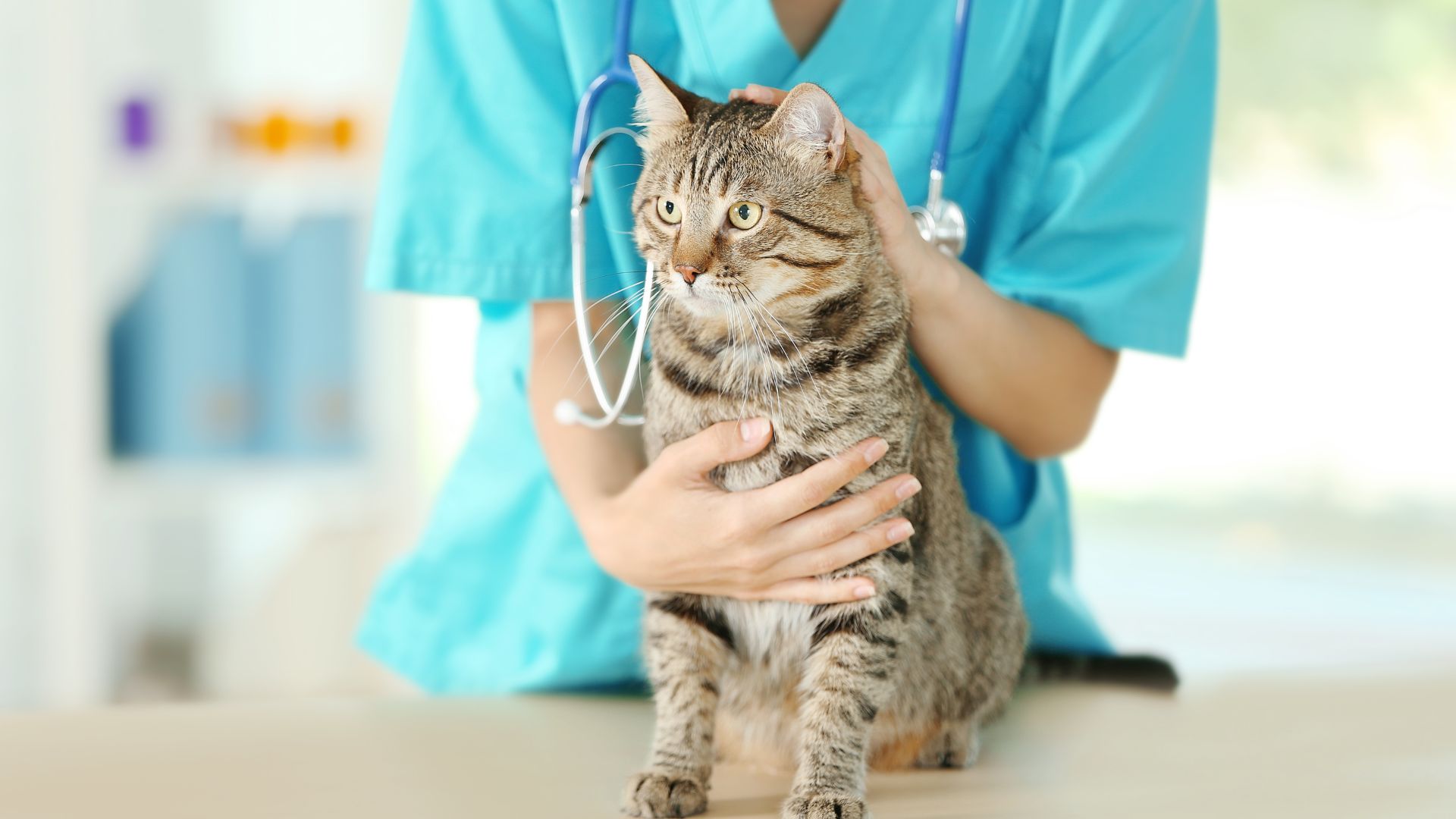 vet in a blue shirt gently holding a cat in her arms