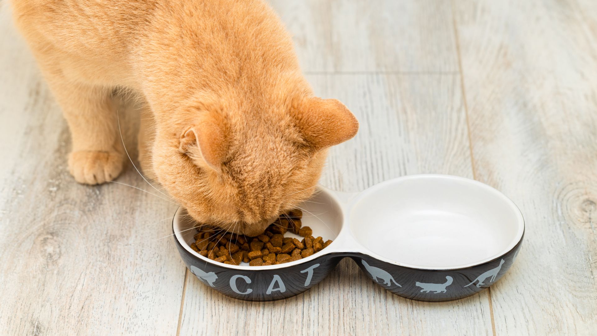 A cat happily eating from a food-filled bowl