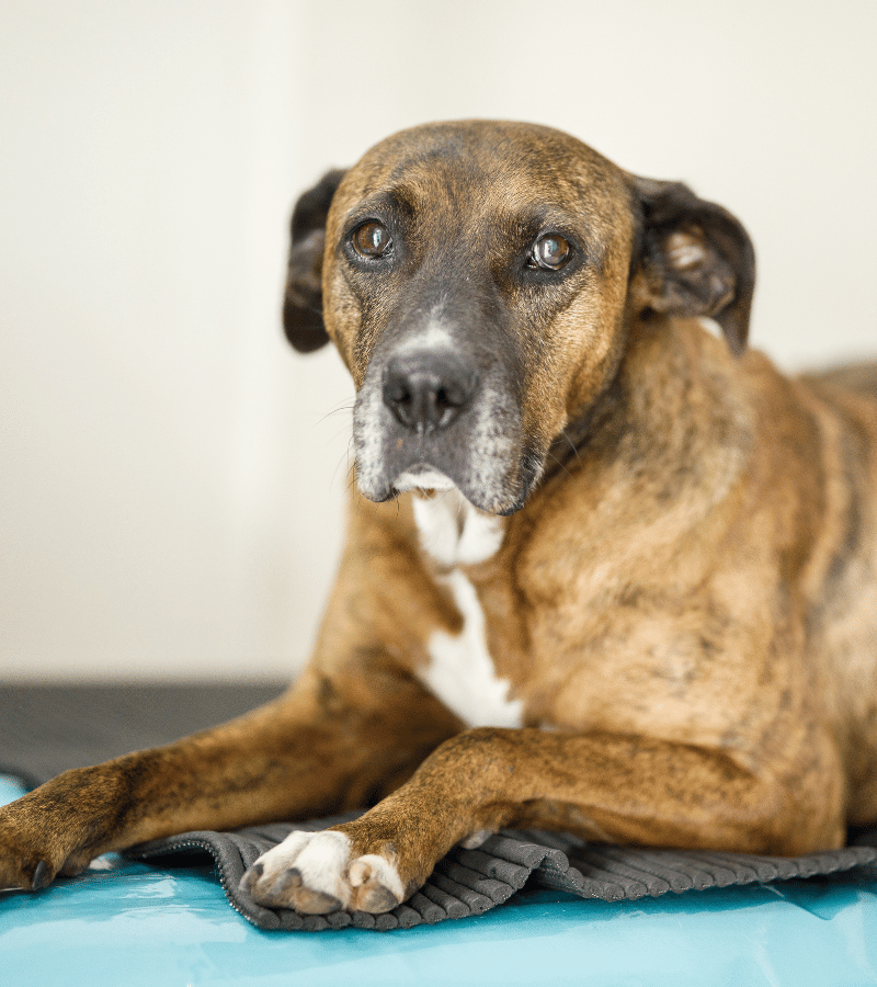 A dog peacefully resting on a soft blue blanket