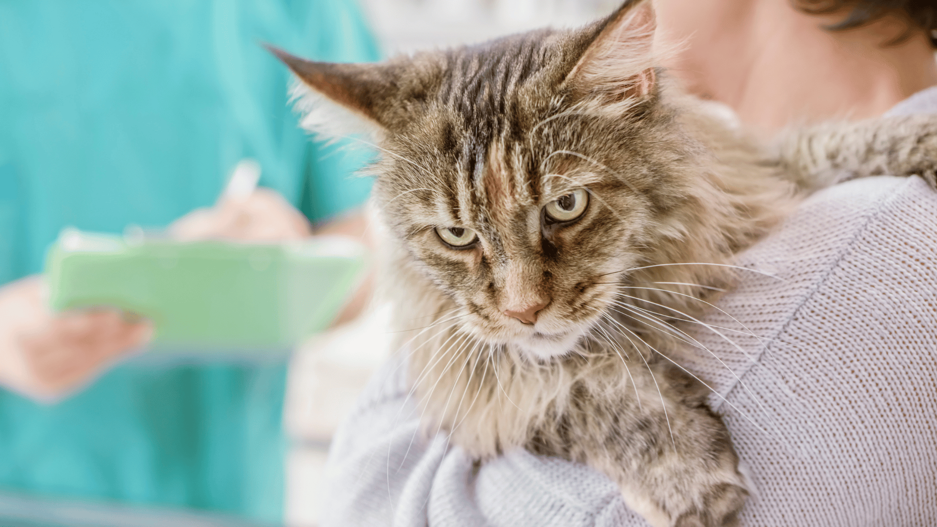 A woman gently cradling a fluffy cat in her arms