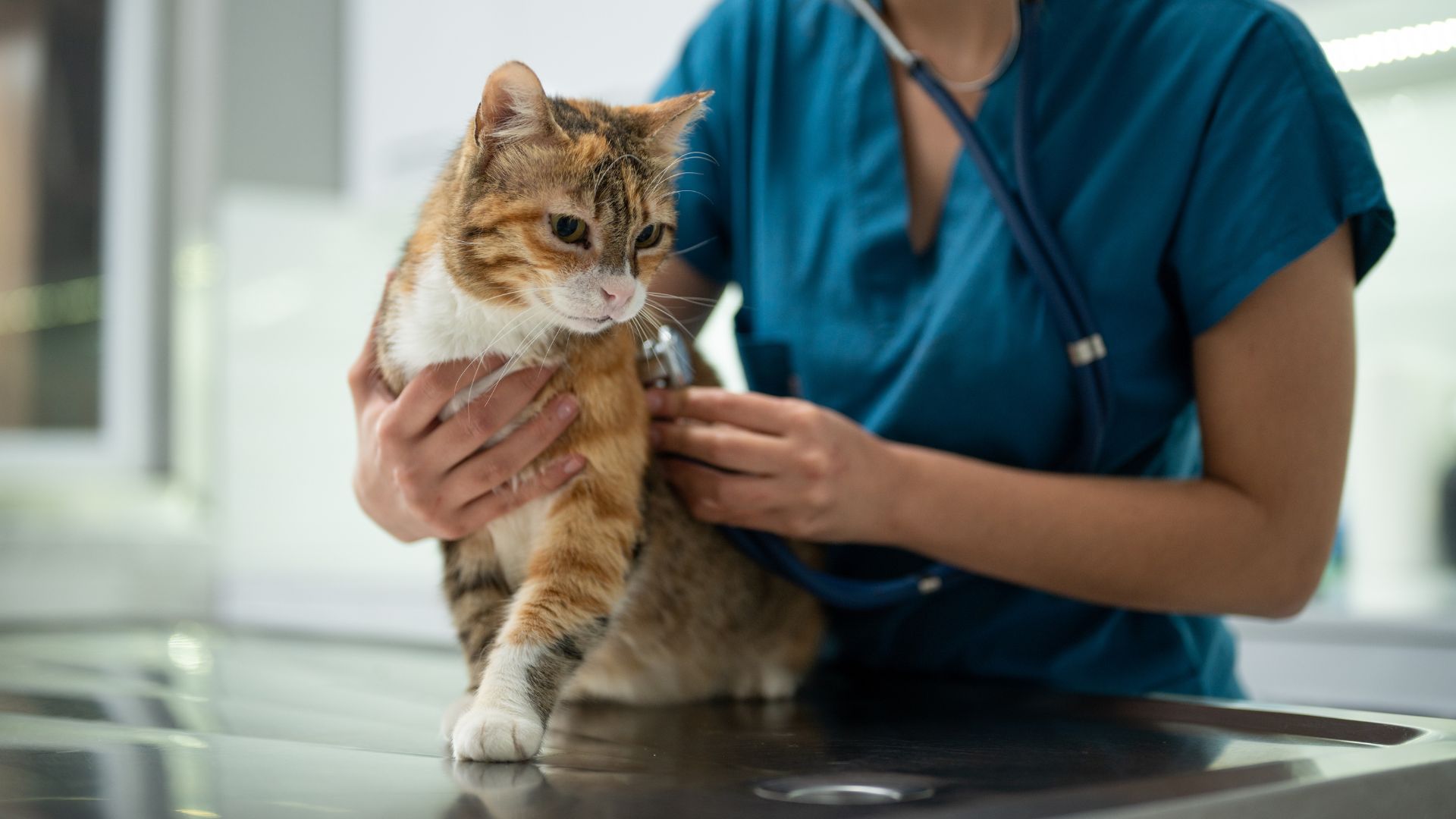 a cat being examined