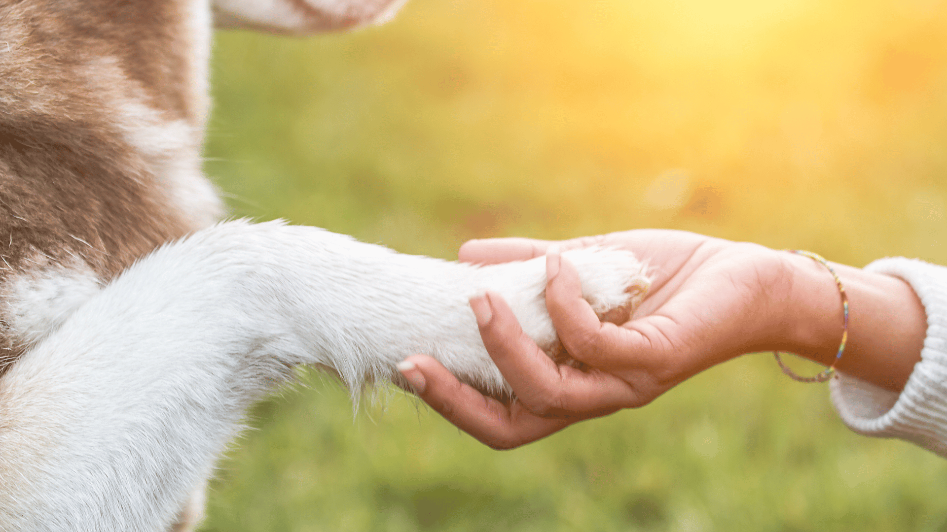 person hold pet paw