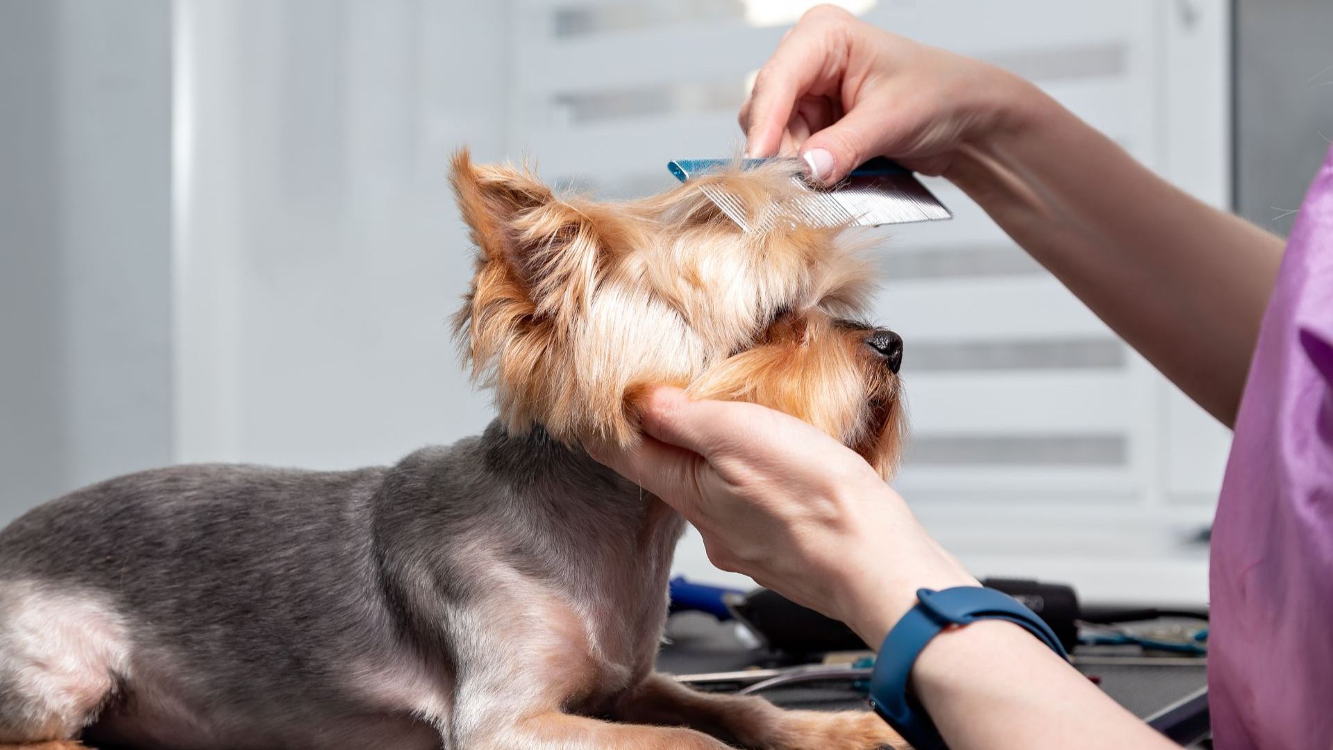 a groomer combing a dog's fur