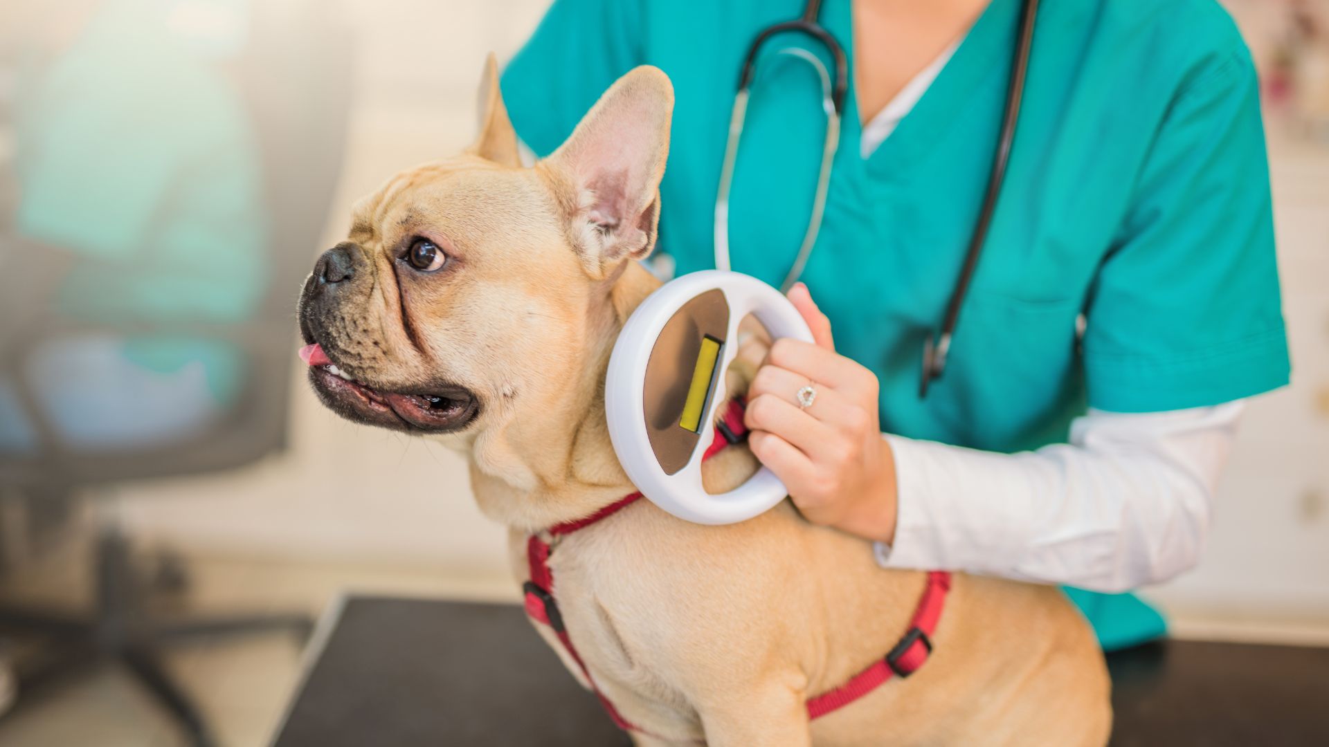 a dog being scanned for microhip