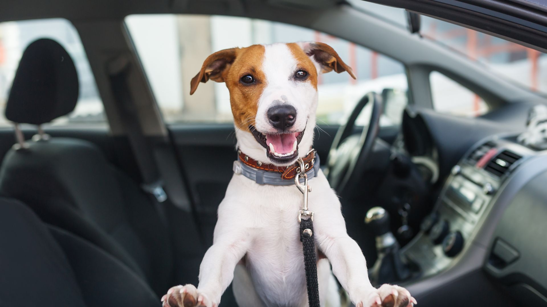 A dog looking out of the window of a car