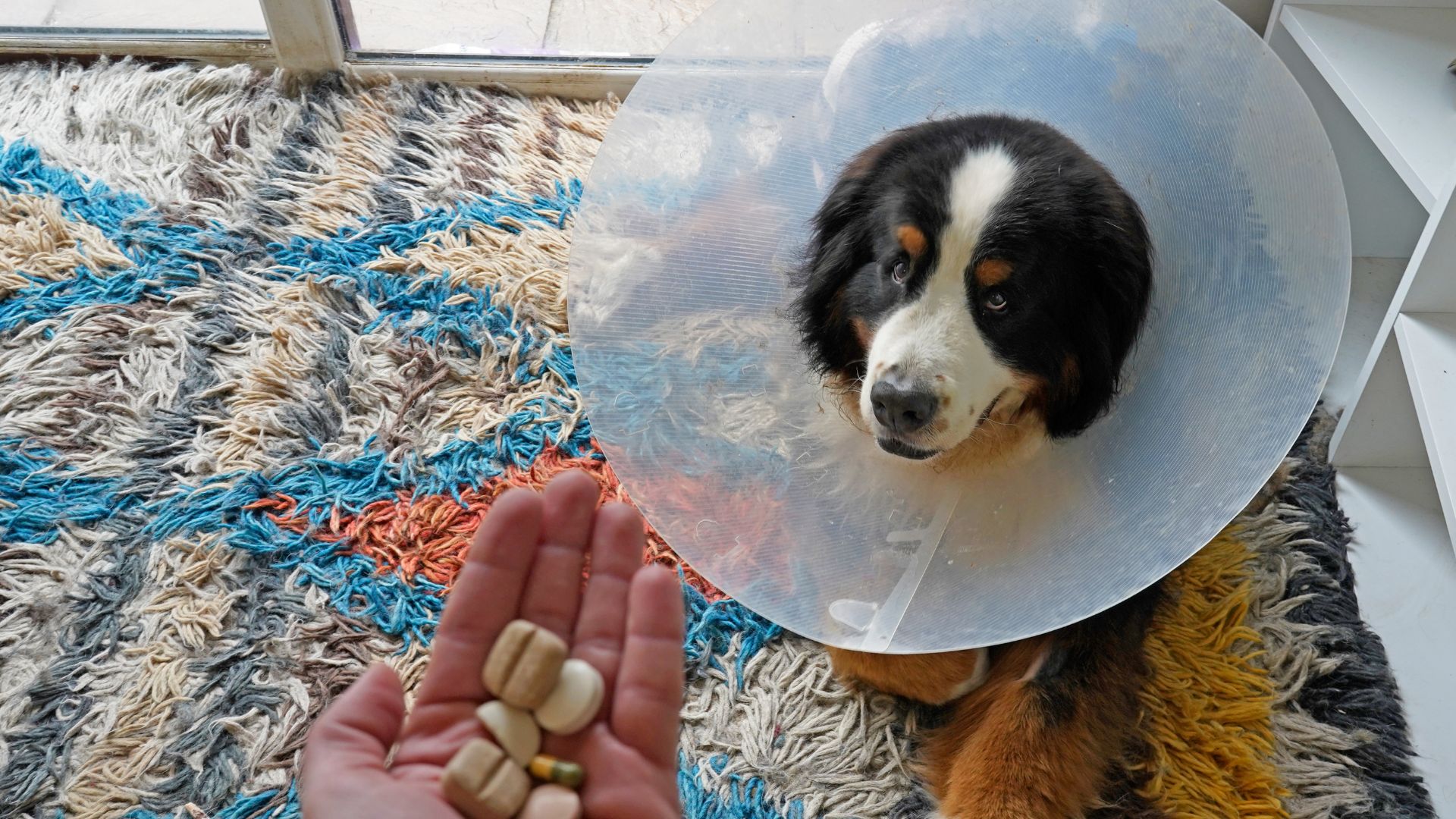 A dog wearing a cone on its head