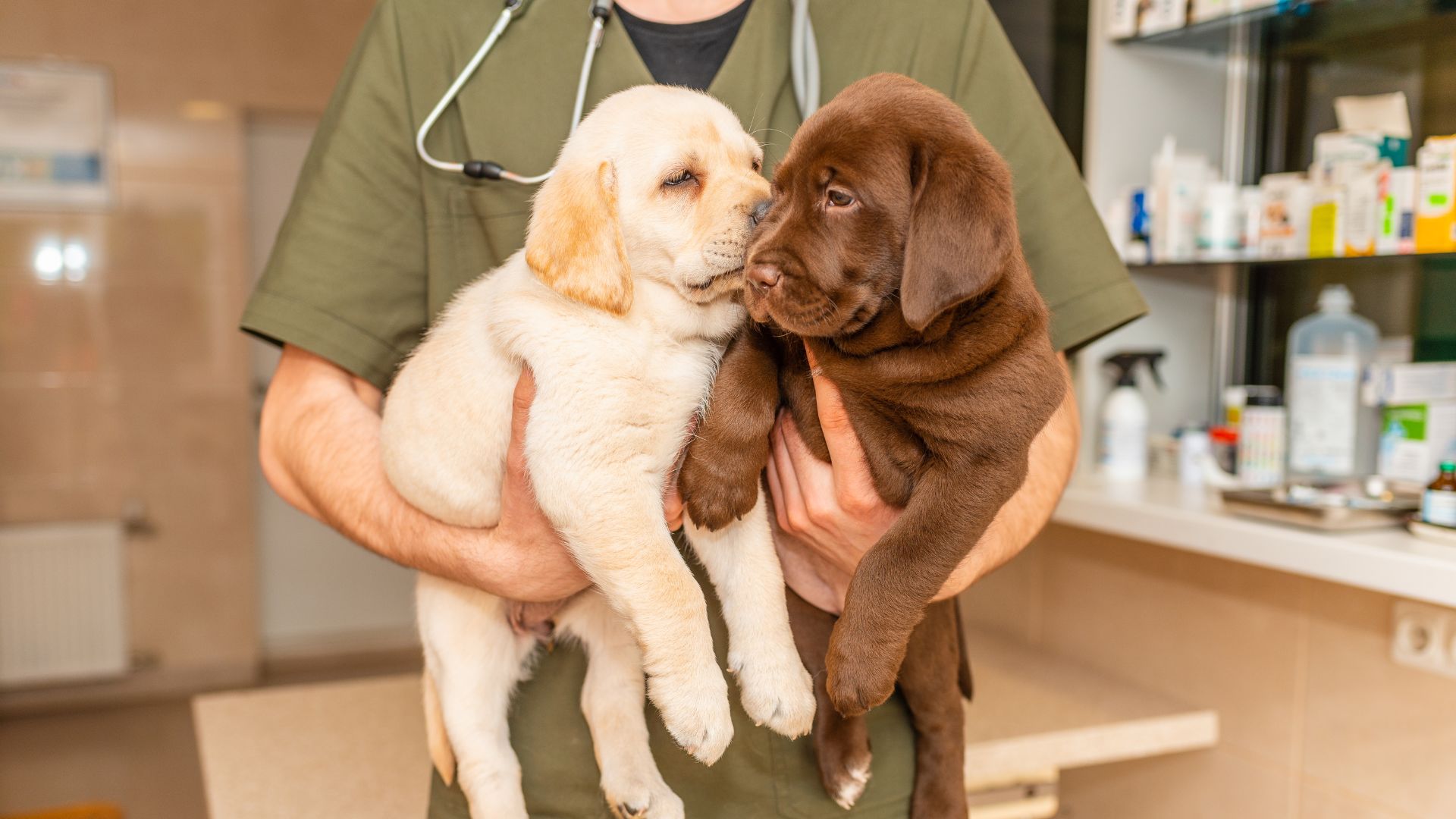 a man cradling two adorable puppies in his hands